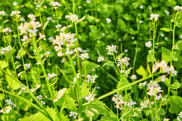 Glade of spring wild flowers. Close-up, selective focus