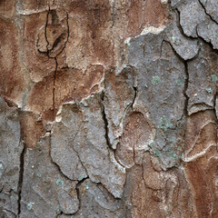 Detail of an Eucalyptus bark