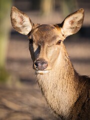 Portrait of a doe in the forest