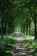 Walking path and avenue of trees - Les loges en Josas - Yvelines - Ile-de-France - France