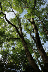 Acer pseudoplatanus - Sycamore - Sycamore maple