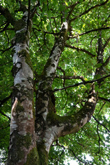 Fototapeta na wymiar Acer pseudoplatanus - Sycamore - Sycamore maple