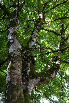 Acer pseudoplatanus - Sycamore - Sycamore maple