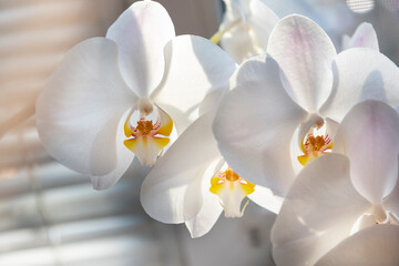 A delicate flower of a white orchid close-up.
