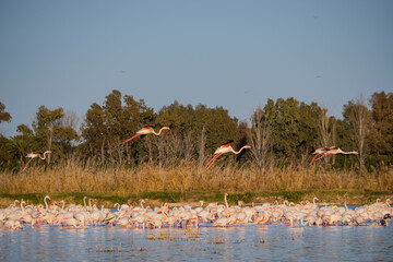 Flamencos en la Albufera de Valencia (España)