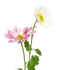 Fototapeta premium White daisy