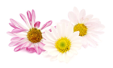 Assorted pink daisies