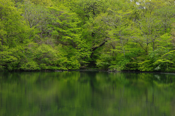 新緑を映す井富湖