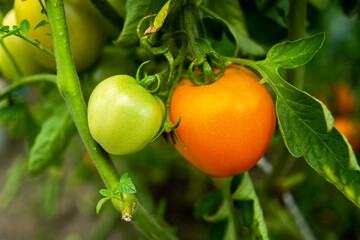 Two unripe tomatoes ripening in a greenhouse