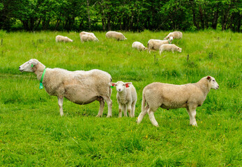 Naklejka na ściany i meble sheep on green pasture in the summer