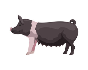 Flat Pig Illustration