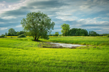 Trees on a green meadow and clouds on the sky