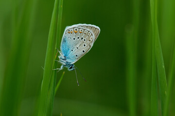 Vogelwicken-Bläuling (Polyommatus amandus) Männchen	
