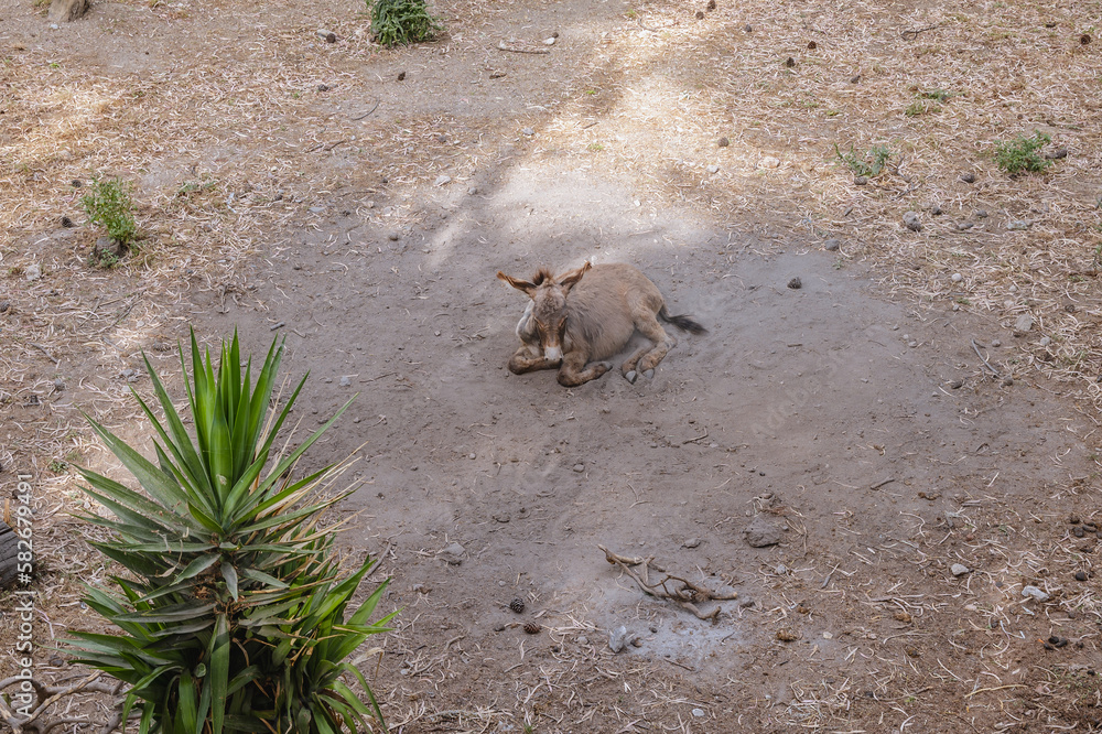 Wall mural Donkey on enclosure next to monastery in Palaiokastritsa village in northwestern Corfu Island, Greece