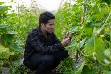 Asian male farmer in cucumber garden inspecting and checking produce for delivery online Young farmer and vegetable farm, agribusiness concept