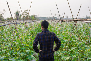 Asian male farmer in cucumber garden inspecting and checking produce for delivery online Young farmer and vegetable farm, agribusiness concept