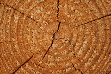Close up of growth rings of a sawed off pine tree