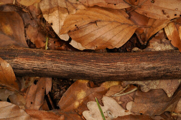 Autumnal background with brown leaves and wood on the forest floor