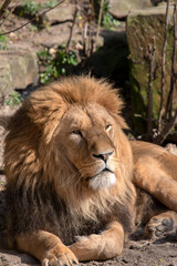 Naklejka na ściany i meble Close Up Of A Male Lion At Artis Zoo Amsterdam The Netherlands 17-3-2023