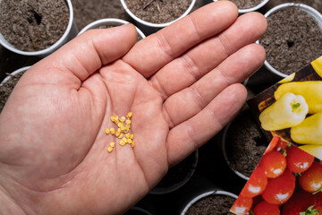 Male hand with paprika seeds and cups prepared with soil for sowing 