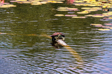 Red-eared aquatic turtle in the water of a city pond close-up. selective focus