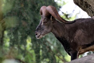 Fototapeta premium オスのスーチョワンバーラルの横顔