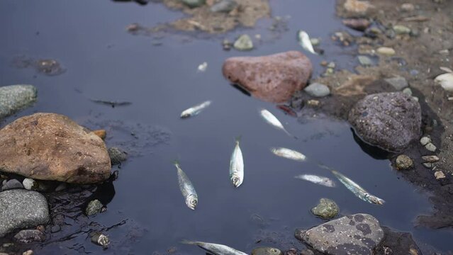 dead fish after an environmental disaster, oil spill and pollution of nature on the seashore close up
