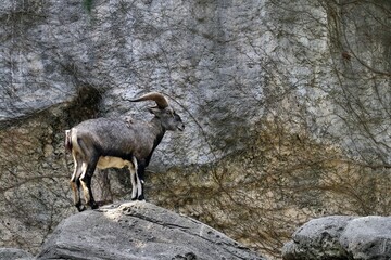 岩の上に立つスーチョワンバーラルのオス