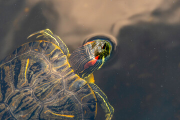 Red-eared aquatic turtle in the water of a city pond close-up. selective focus