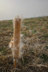Seeds of ripe disintegrating typha plant blown by wind on a sunny day.