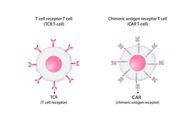 T cell receptor (TCR) or Chimeric antigen receptor (CAR) T-cell therapy. Cancer therapy. T cell receptor proteins that have been engineered to kill cancer cells. vector illustration.