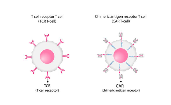 T cell receptor (TCR) or Chimeric antigen receptor (CAR) T-cell therapy. Cancer therapy. T cell receptor proteins that have been engineered to kill cancer cells. vector illustration.