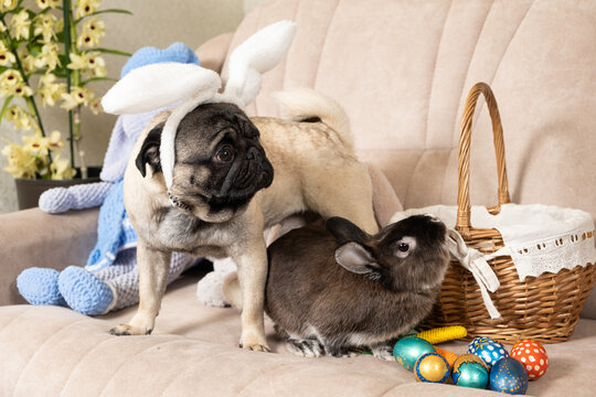 Easter Pug and Rabbit, Dog with Rabbit Ears, Pet Friendship at Home