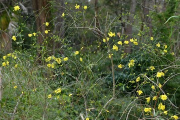 Winter jasmine ( Jasminum nudiflorum ) flowers.
Oleaceae semi-vine deciduous shrub. Blooms on thin...