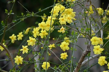 Winter jasmine ( Jasminum nudiflorum ) flowers.
Oleaceae semi-vine deciduous shrub. Blooms on thin drooping branches with 6-petal yellow flowers from February to April.