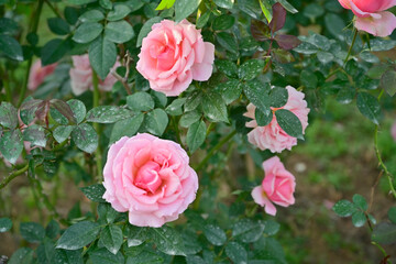 ピンクローズ　バラ　薔薇