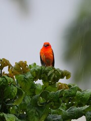 Red Fody bird from Mauritius perching in natural environment in rainy weather 