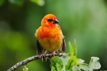 Red Fody bird from Mauritius perching in natural environment 