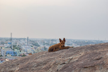 Fototapeta premium Dog sitting on the Mountain