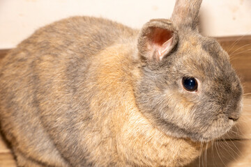 Close-up of a Dutch dwarf rabbit 