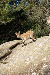 Naklejka na ściany i meble Mountain goats walking on the rocks 