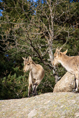 Mountain goats walking on the rocks 