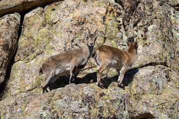 Mountain goats walking on the rocks 