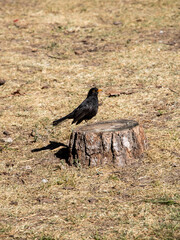 Little blackbird on a cut tree 