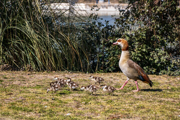 Nile geese with their young eating in a park