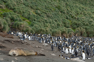 Elephant seal and penguins on the beach