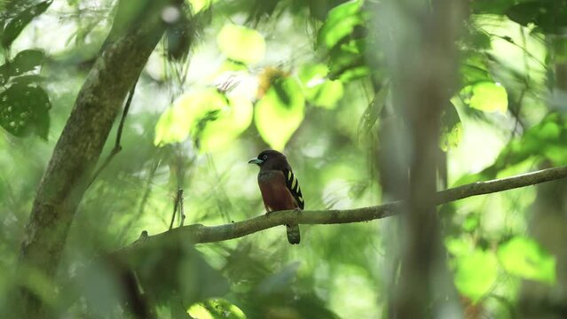 Banded (Javan) Broadbill , Scientific Name :	Eurylaimus javanicus bird standing on a branch. 