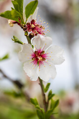 Close-up of the white flowers of the almond tree