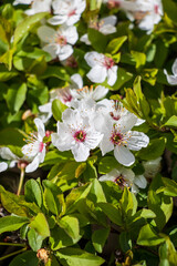 Obraz na płótnie Canvas Close-up of the white flowers of the almond tree