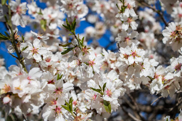 Close-up of the white flowers of the almond tree